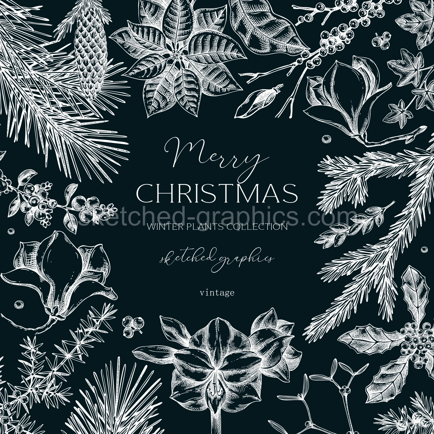 Winter nature frame design. Christams card template. Conifer trees, winter flowers sketches. Hand-drawn vector illustration on chalkboard. NOT AI generated Illustration